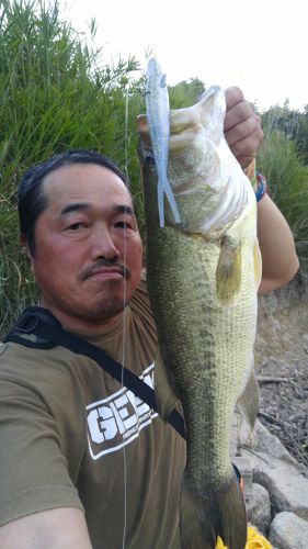 ラージマウスバスの釣果