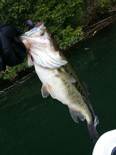 ブラックバスの釣果