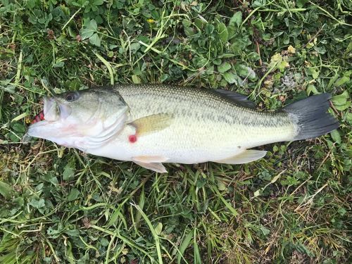 ブラックバスの釣果