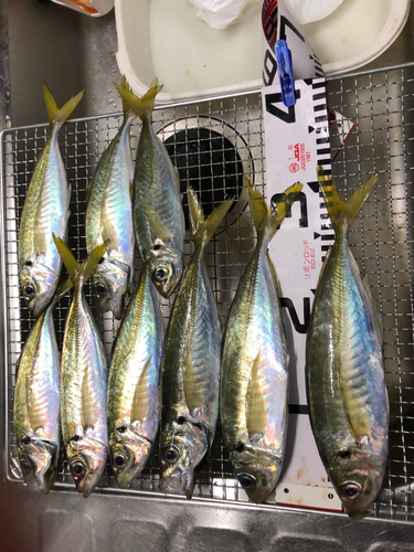 アジの釣果