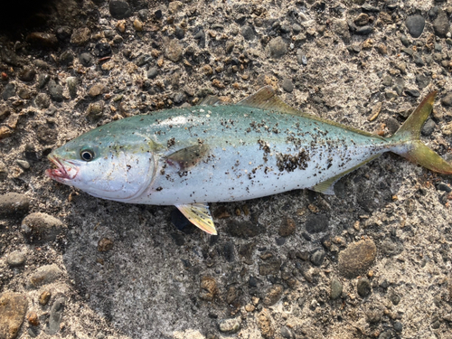 イナダの釣果