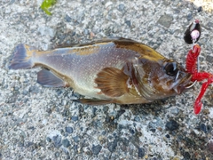 エゾメバルの釣果