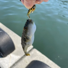 クサフグの釣果