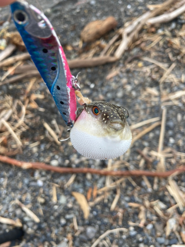 フグの釣果