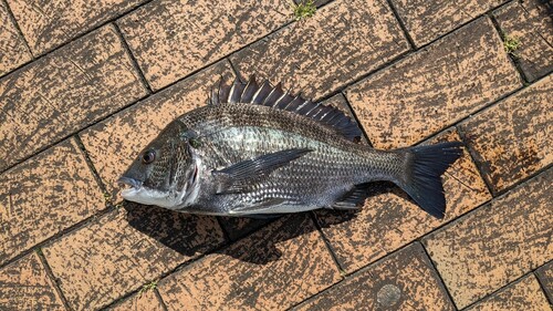 クロダイの釣果