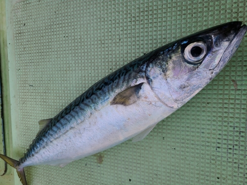 サバの釣果