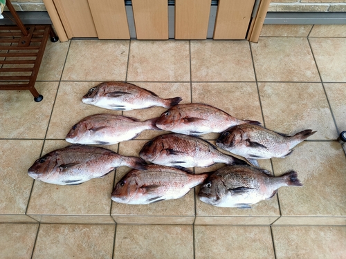 マダイの釣果