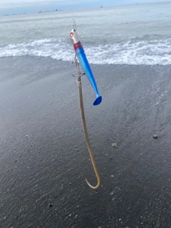 ダイナンウミヘビの釣果