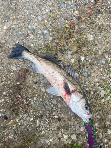 スズキの釣果