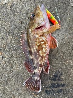 アラカブの釣果