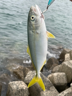 ツバスの釣果