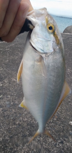 ショゴの釣果