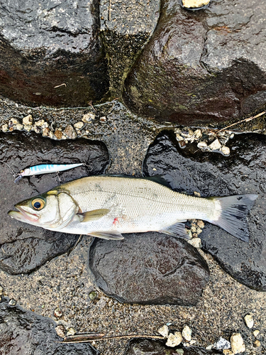 ヒラスズキの釣果