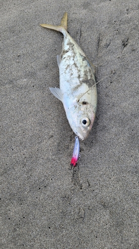 マアジの釣果