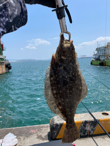 ヒラメの釣果