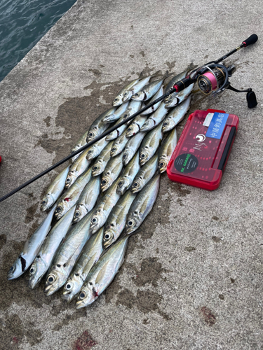 アジの釣果