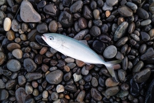 ツバスの釣果