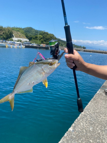 ショゴの釣果