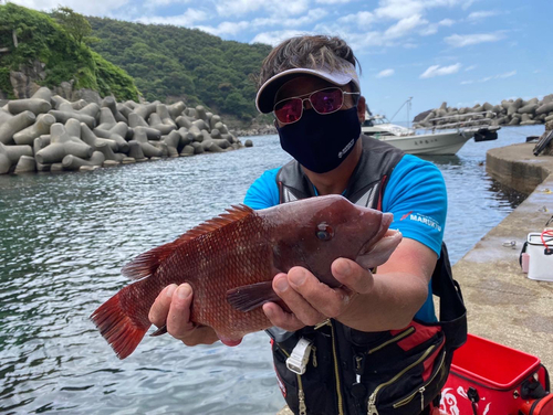 カンダイの釣果