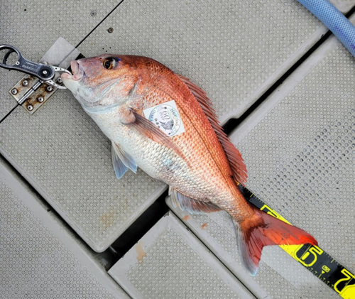 マダイの釣果