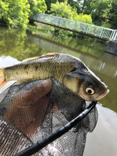 ヘラブナの釣果