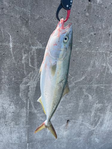 ハマチの釣果