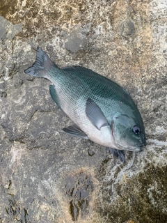 クチブトグレの釣果