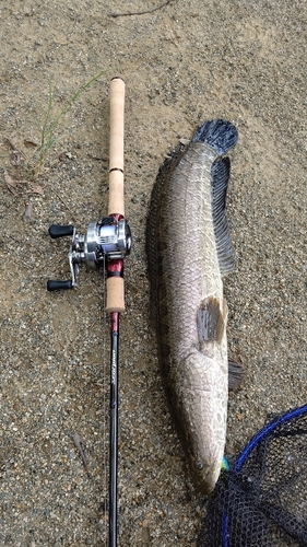 ライギョの釣果