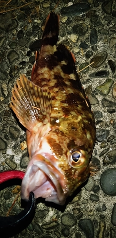 カサゴの釣果