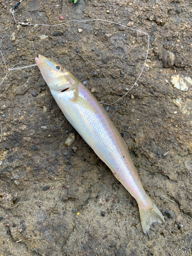 シロギスの釣果