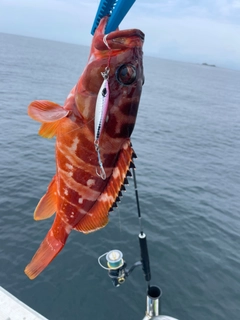 アカハタの釣果