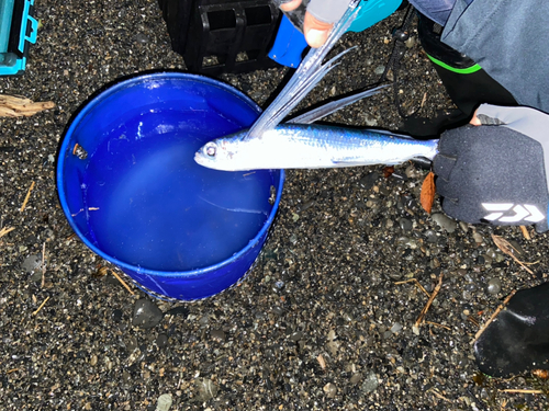 トビウオの釣果