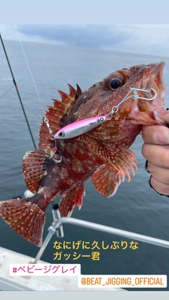 ガシラの釣果