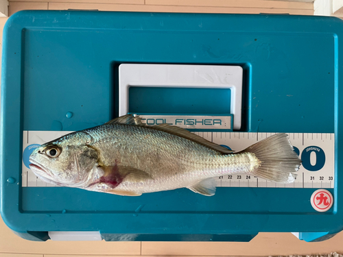 イシモチの釣果