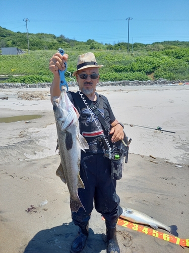 シーバスの釣果