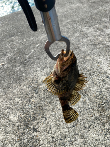 タケノコメバルの釣果