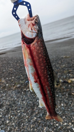 ウミアメの釣果