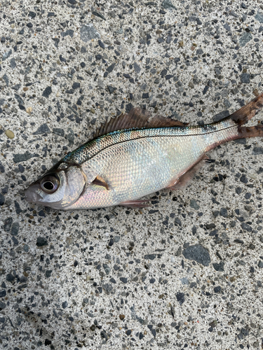 アオタナゴの釣果