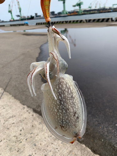 シリヤケイカの釣果