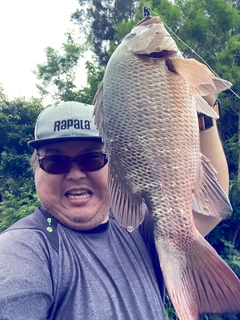 ゴマフエダイの釣果