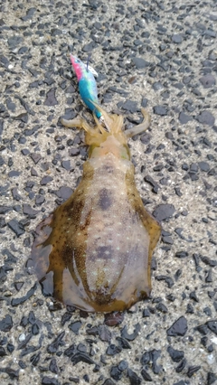 アオリイカの釣果