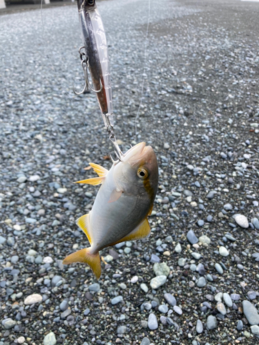 ショゴの釣果