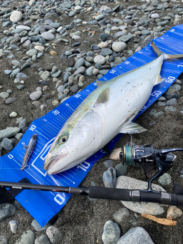 ブリの釣果