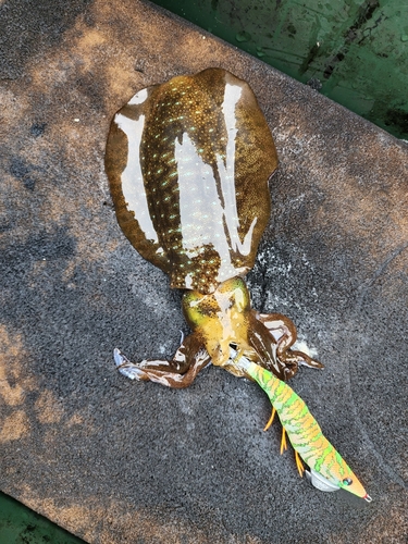 アオリイカの釣果