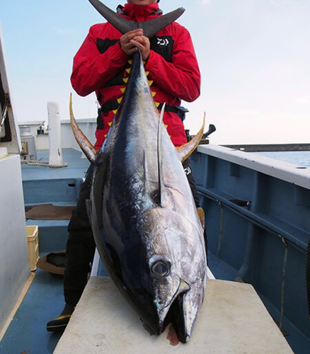 キハダマグロの釣果