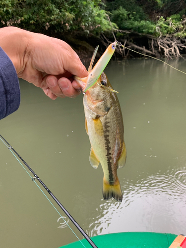 ラージマウスバスの釣果