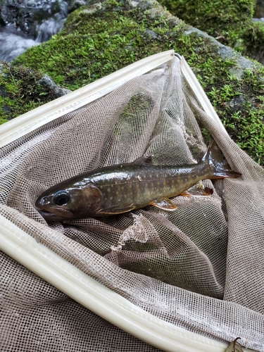 イワナの釣果