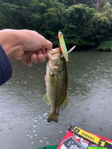 ラージマウスバスの釣果