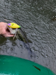 ラージマウスバスの釣果