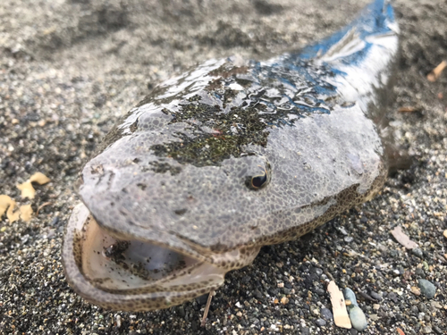 マゴチの釣果